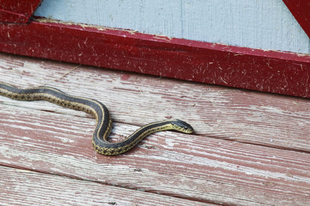 un serpent dans une maison