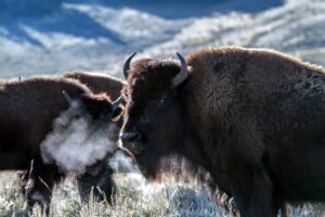 Rêve de Bison en Islam