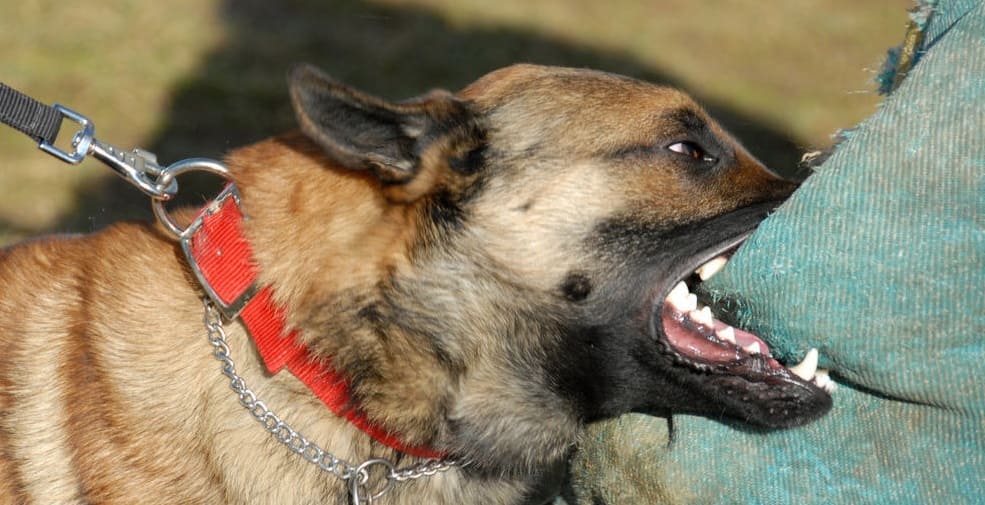 rêves de chien qui mordent en islam