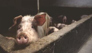 Pourquoi les Musulmans ne Mangent pas de Porc