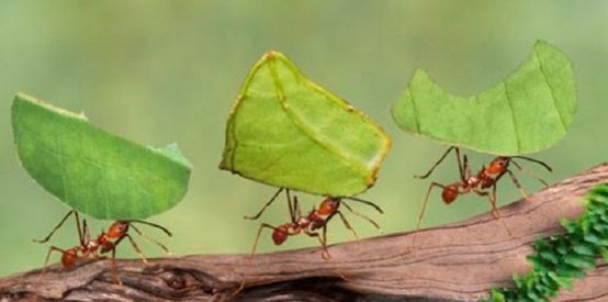 Rêver de fourmis en Islam