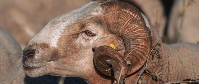 Le sacrifice du mouton