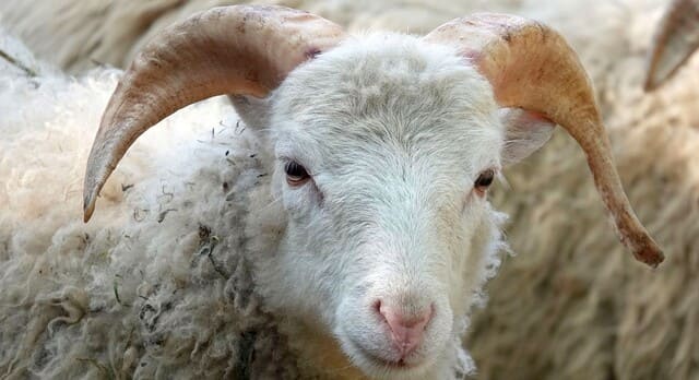 sacrifice comme acte de solidarité